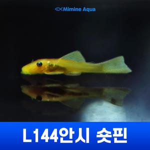 L144안시 숏핀 (3cm ~ 5cm미만)