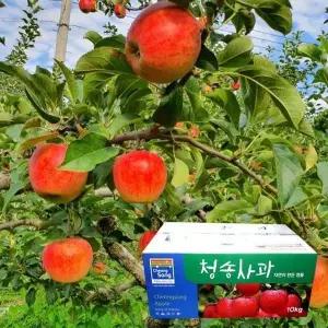 [st푸른농원][9월 30일 오전 9시 주문건까지 명절전출고]껍질째 먹는 주왕산 청송 꿀 사과 10kg 48-60과