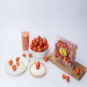[달콤마켓]대추방울토마토 (소과)2kg 2박스구매시 1kg추가 발송