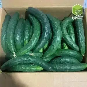 국내산 못난이오이 취청오이 보통 10kg