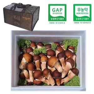 마이산 참송이버섯 가정용 / 500g 당일수확