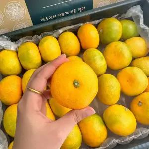 제주 서귀포 프리미엄 고당도 하우스 감귤 3kg 가정용 선물용