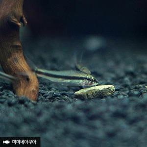 시아멘시스 알지이터 2마리 (2.5cm급)