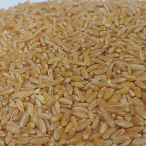 호라산밀2kg 고대곡물 이집트쌀