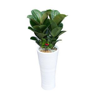 고무나무 306 ★전국 베스트 상품만 모았습니다!!_★싱싱한 화분만 제공