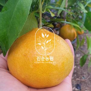 직접키운 감귤나무 결실주 묘목 4년생
