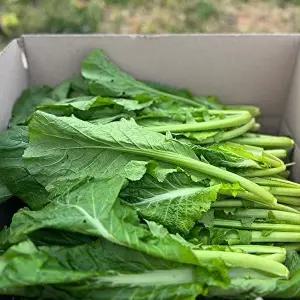[자연맛남][산지직송] 여수 산지직송 돌산갓 생갓 5kg 1박스