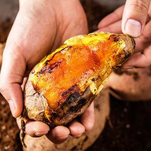 [대한민국농수산] 2025 해남 햇고구마 세척 꿀고구마 베니하루카