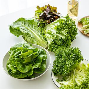 당일수확 유러피안 샐러드 채소 1kg