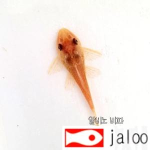 생먹이 자루 알비노 비파 5마리~ 청소부 물고기