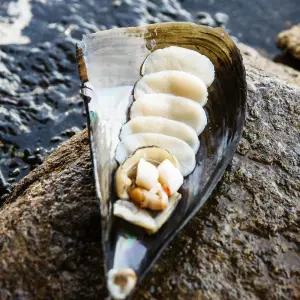 국내산 서해안 키조개 통관자 200g+200g