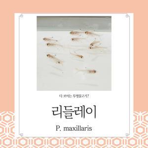 리들레이 50마리 귀여운 투명물고기  관상용 열대어 어항 수족관 생먹이자루