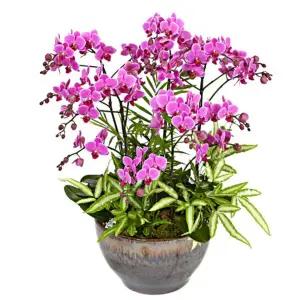 웨딩의노래호접란[핑크][OW-5023] [고급화분/화분당일배송/전국화분배달/사무