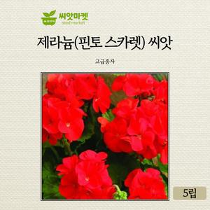 KS종묘 제라늄 꽃 씨앗 5립 핀토 스카렛 다년생 꽃씨 종자