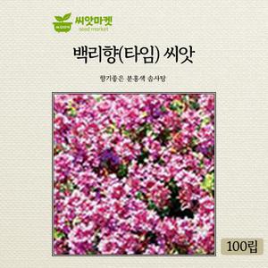 가든 백리향 허브 꽃씨앗 다년생 꽃씨 종자