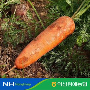 [익산원예농협] 국내산 햇 흙당근 3kg (상)