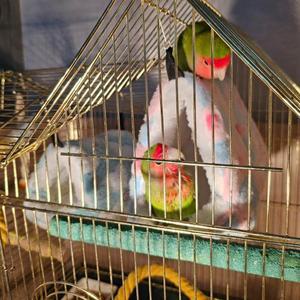 [MELJ02O9_55]하트둥지 포치 앵무새포치 대