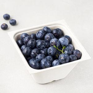 산지직송 아주마 무농약 인증 영동 대왕 블루베리 250g 2개