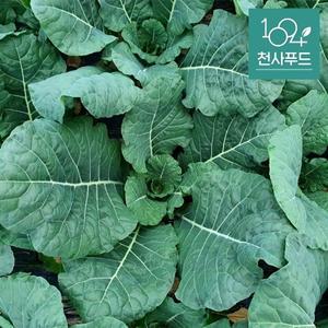 친환경 유기농 케일 주스용 즙용 1kg