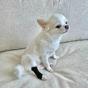 고품질 소형 애견 관절 보호대 대형견 애견뒷다리보호대 WFHO1NO