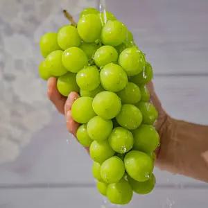 상주 김천 샤인머스켓 500g 1수입 가정용 망고포도 상주 샤인머스켓 선물 씨없는 청포도 씨없는포도