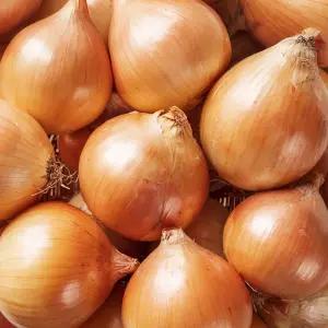 특대 사이즈 햇양파 15kg 업소용 식자재 대용량