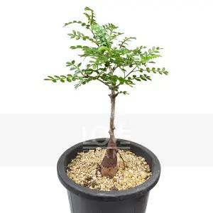 오퍼큐리카야 파키푸스 괴근형줄기 다육 아프리카식물 식물키우기 플랜테리어