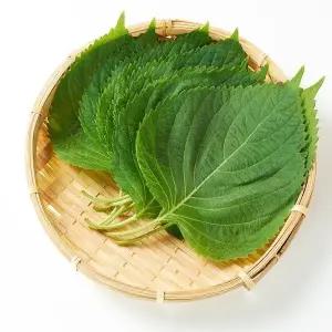 [하프클럽/]늘바른 국내산  무농약 깻잎100g 6봉