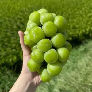 경북 샤인머스켓 씨없는 포도 2kg