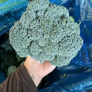 제주 브로콜리 못난이 1kg