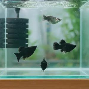블랙 풍선몰리 5마리
