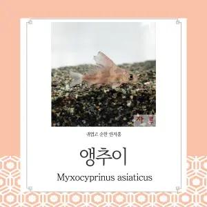 앵추이 귀엽고 순한 물고기 합사하기 좋아요 연자홍