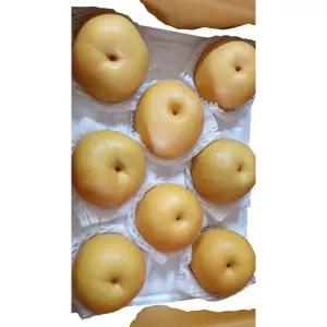 울산 울주 서생배 햇배 원황배, 5kg(7-9과)