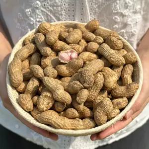국내산 햇흙땅콩 1kg 피땅콩 25년 햇땅콩