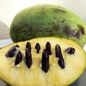 고창 포포 열매 1kg 7-10과 소과 포포 나무 열매 포포 과일 포포 신품종과일 이색과일 9월 제철과일