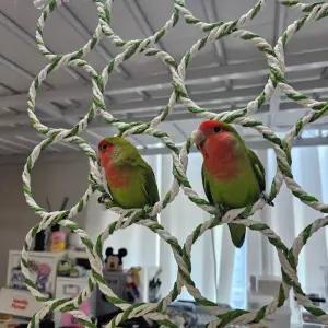 [아우트]앵무새횃대 장난감 사다리 버드링 P1 28구