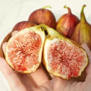 GAP 달구르 산지 해남 햇 생 무화과 1kg / 2kg