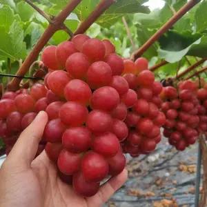 경북 달콤 아삭한 고당도 레드샤인 써니돌체 2kg 3-4수