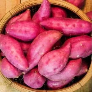 25년 무안 햇 고구마 세척 꿀 밤고구마 3kg,5kg