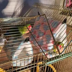 [콩심팥심]하트둥지 앵무새 포치 중