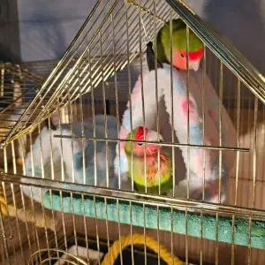 [셀러에이드]하트둥지 앵무새 포치 대