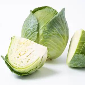 초록초록팜 무농약 친환경 양배추 1kg 1-2통 건강식 제철 채소 야채 슈퍼푸드 PS