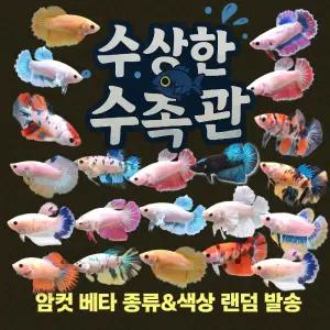 [수상한수족관] [하프문베타 ] 베타암컷 랜덤 세트 / 5마리세트 /색상,종류 랜덤발송