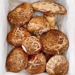 자연산 송이버섯 자연송이 1kg 가정용 추석 명절 선물세트