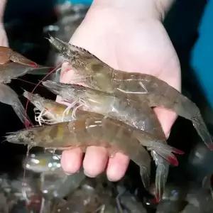 횟감용 흰다리새우 1kg (25미내외) 대하 소금구이