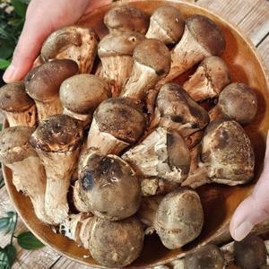 국내산 무농약 가정용 참송이 버섯 1kg (하품)