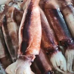 조업즉시 급냉 당일바리 제철 신진도 오징어 1kg (kg당 3-4미내외)