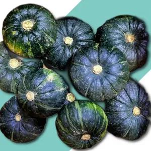 제주 미니 단호박 밤호박 10kg 제주도 제주 보우짱 미니단호박 미니밤호박