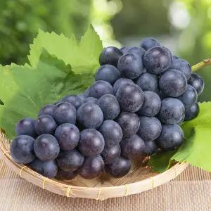 삼기달콤포도농장 고당도 포도 거봉 1kg/1.5kg/2kg