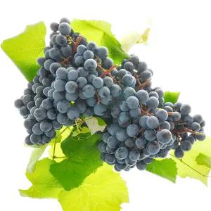 MD 영동 학산 송이꿀 MBA 머루 포도 3kg 9송이내
